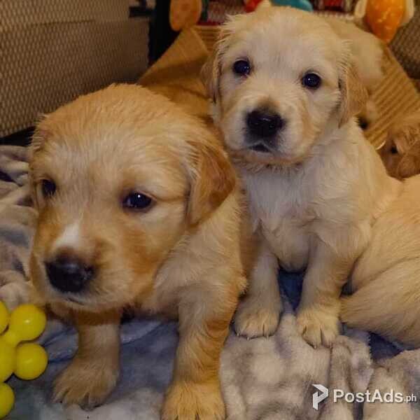 Golden Retriever Puppies now ready to Leave 