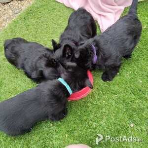 Cute home Scottish Terrier puppies for sale | PostAds PH