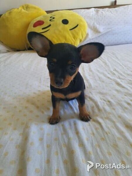 Miniature Pinscher Puppies Ready for New Homes