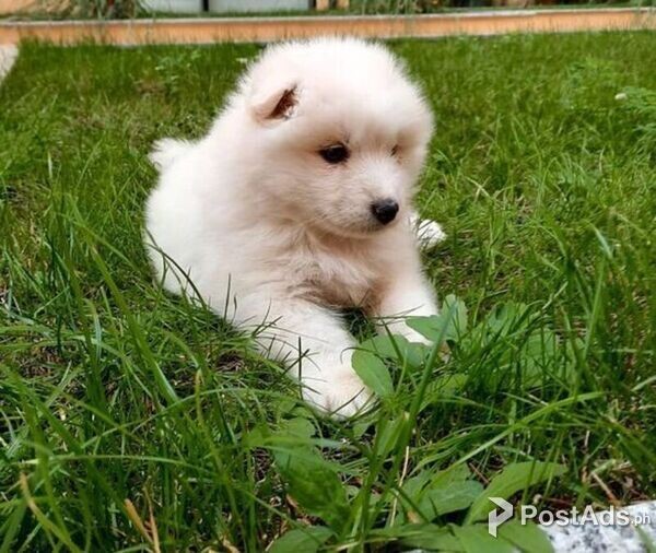 Adorable Samoyed puppies for sale