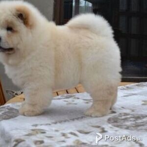 Adorable Chow Chows puppies ready to leave | PostAds PH