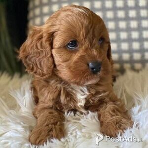 BEAUTIFUL CAVOODLE PUPPIES NOW AVAILABLE | PostAds PH