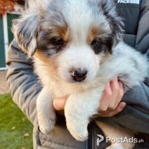 Healthy Australian Sheperd Puppies for Sale | PostAds PH