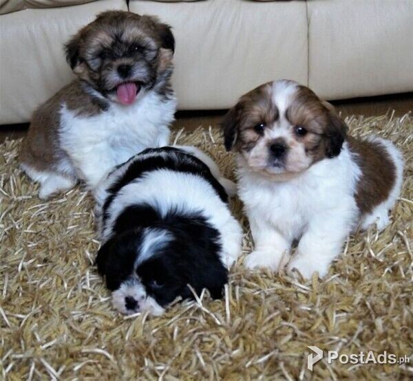 Purebreed Shih Tzu Puppies Available