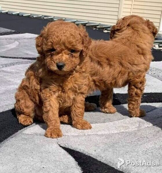 Cute Healthy Toy Poodle Puppies Ready for New Homes