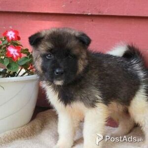 Japanise Akita Puppies for Sale | PostAds PH