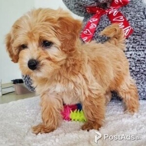 Maltipoo puppies ready for new homes | PostAds PH