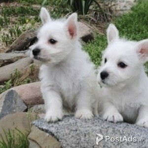 West Highland White Terrier Puppies For Sale. | PostAds PH