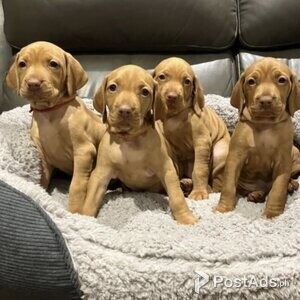 Hungarian Vizsla Puppies for Sale | PostAds PH