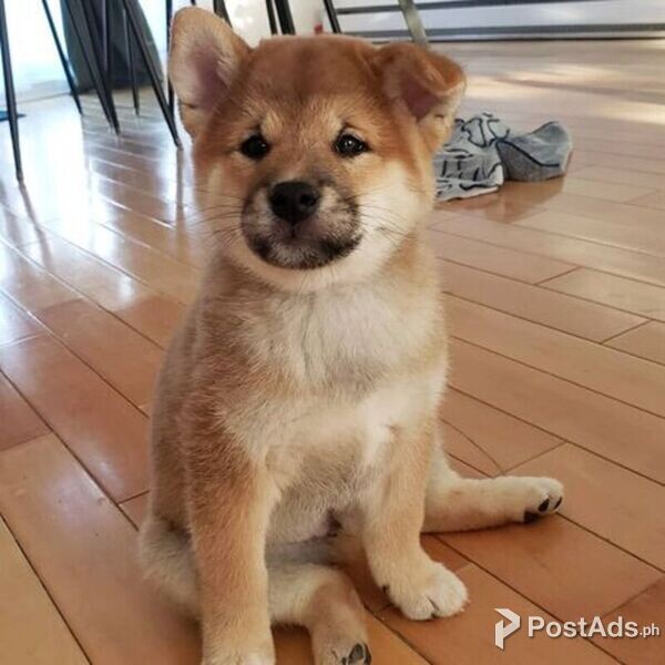 Japanese Shiba Inu Puppies for Sale