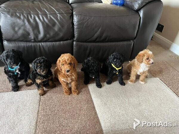 Cute Gorgeous Schnoodle Puppies for Sale