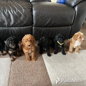 Cute Gorgeous Schnoodle Puppies for Sale | PostAds PH