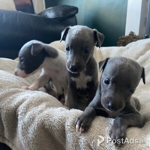 Healthy Lovely Whippet Puppies Available now for Sale | PostAds PH