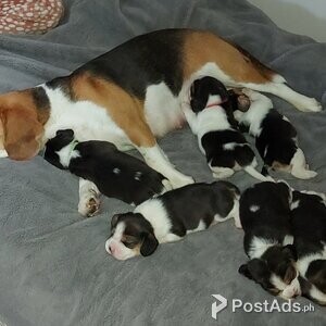 Cute Healthy Beagle puppies pure breed for Sale | PostAds PH