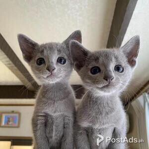 Russian blue kittens with pcci | PostAds PH