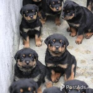 Rottweiler puppies with pcci | PostAds PH