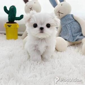 Teacup Maltese Puppies now available ready to leave | PostAds PH