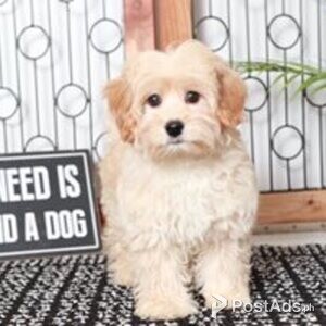 cavanese puppies available | PostAds PH