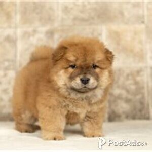 chow chow puppies | PostAds PH