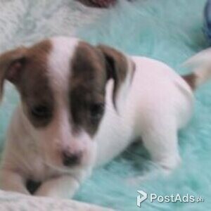 adorable chiweenie puppies | PostAds PH
