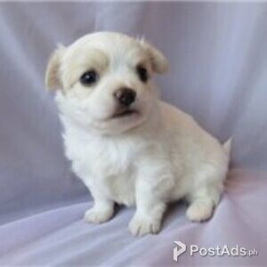 beautiful chihuahua puppies | PostAds PH