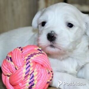 coton de tulear puppy | PostAds PH