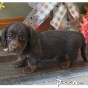 awesome dachschund puppies | PostAds PH