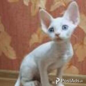 devon rex | PostAds PH