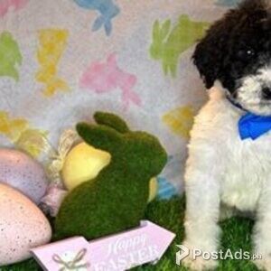 goldendoodle | PostAds PH