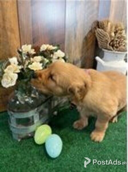 golden retriever puppy