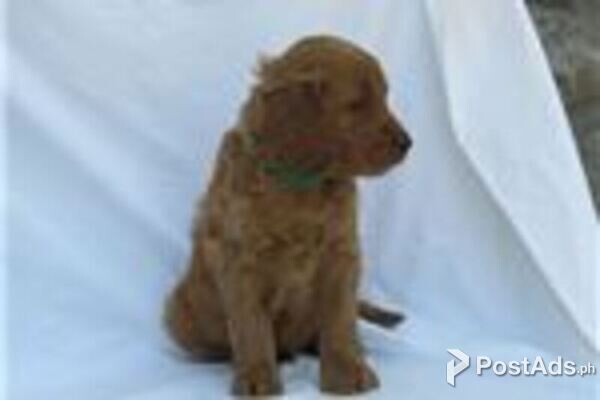 golden irish setter
