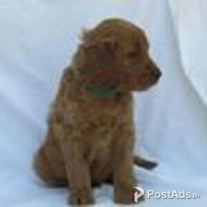 golden irish setter | PostAds PH