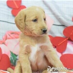 labradoodle puppies | PostAds PH
