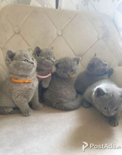 very healthy British Shorthair kittens