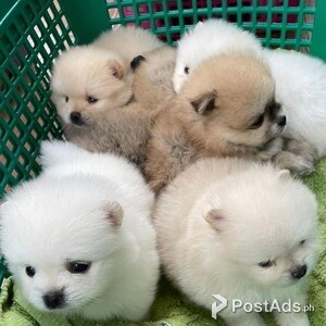 Registered Tea Cup Poms - Metro Manila 09457024296 | PostAds PH