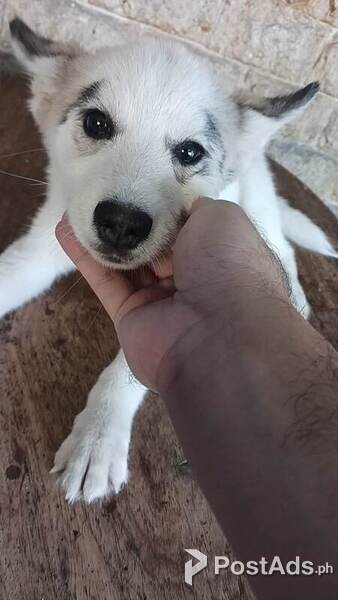 Siberian Husky Female