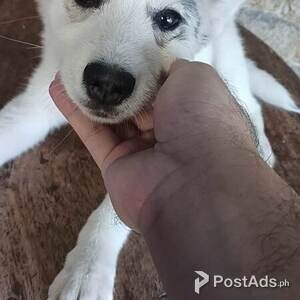 Siberian Husky Female | PostAds PH