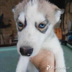 Siberian Husky Male | PostAds PH