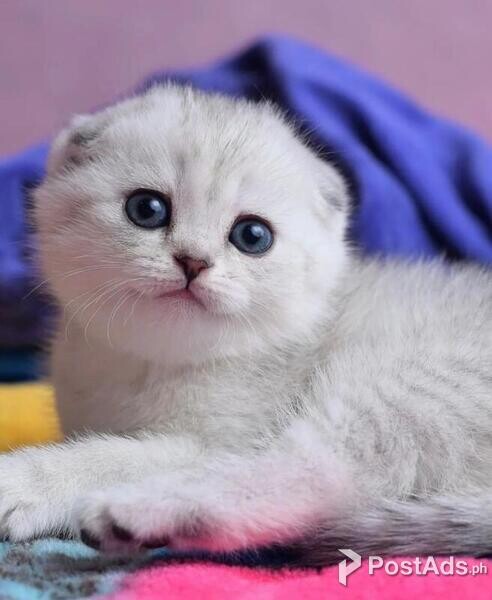 Cute Scottish fold kittens 