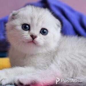 Cute Scottish fold kittens | PostAds PH