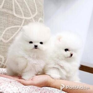 Cute Teacup Pomeranian puppies | PostAds PH
