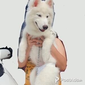 Siberian Husky | PostAds PH