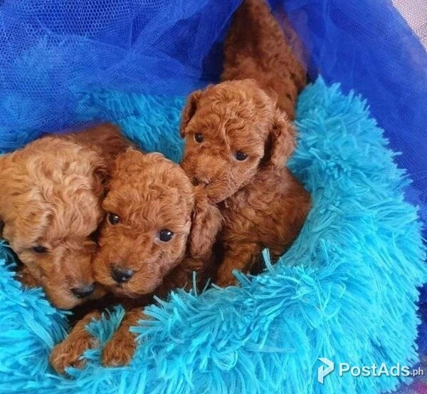 Toy poodle puppies