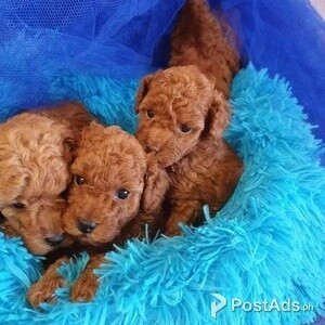Toy poodle puppies | PostAds PH