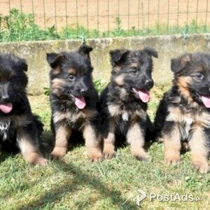 German Shepherd puppies at a good price | PostAds PH