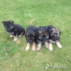 Adorable German shepherd puppies for sale. | PostAds PH