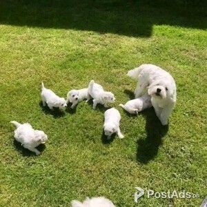 Awesome Teacup Maltese Puppies Available | PostAds PH