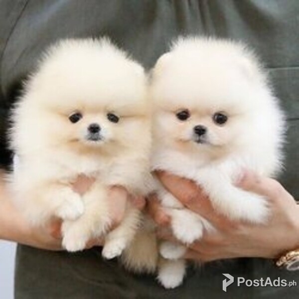 Sweet Home Raised Pomeranian Puppies
