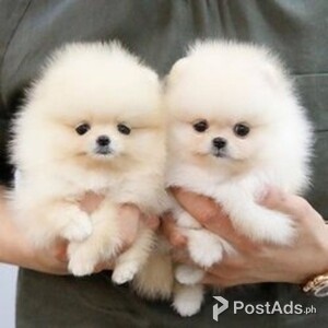 Sweet Home Raised Pomeranian Puppies | PostAds PH