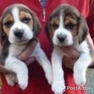 Beautiful Beagle Puppies For Sale | PostAds PH